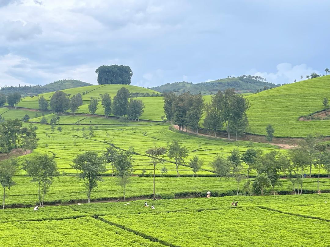 Umwe mu mishinga minini iteganyijwe muri Nyaruguru ni uguteza imbere ubuhinzi bw'icyayi no kubaka inganda zacyo