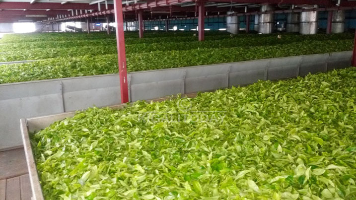 Icyayi nyuma yo gukurwa mu murima