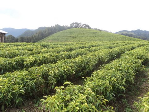 Imirima y'icyayi yakorwaga n'umushoramari NTF ikaza kwegurirwa koperative y'abahinzi b'icyayi ba Gatare (Cothega).