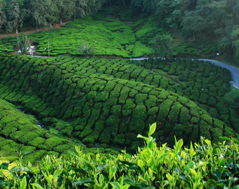 Mu murenge wa Rugabano hera icyayi cyane.