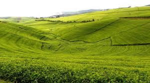 Abahinzi barasaba koroherezwa bakanywa ku cyayi cy'umwimerere w'icyo bahinga