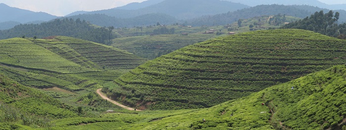 Iyi misozi yambaye icyayi cya Mushubi Tea Company, uruganda rwa MIG