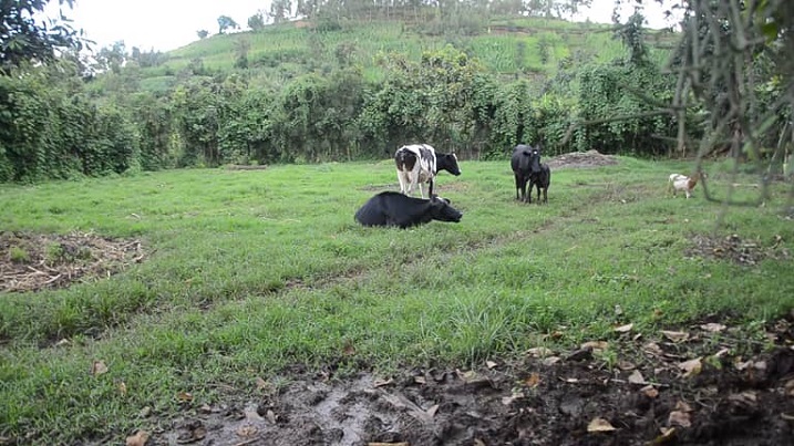 Urwuri yororewemo inka za Nizeyimana