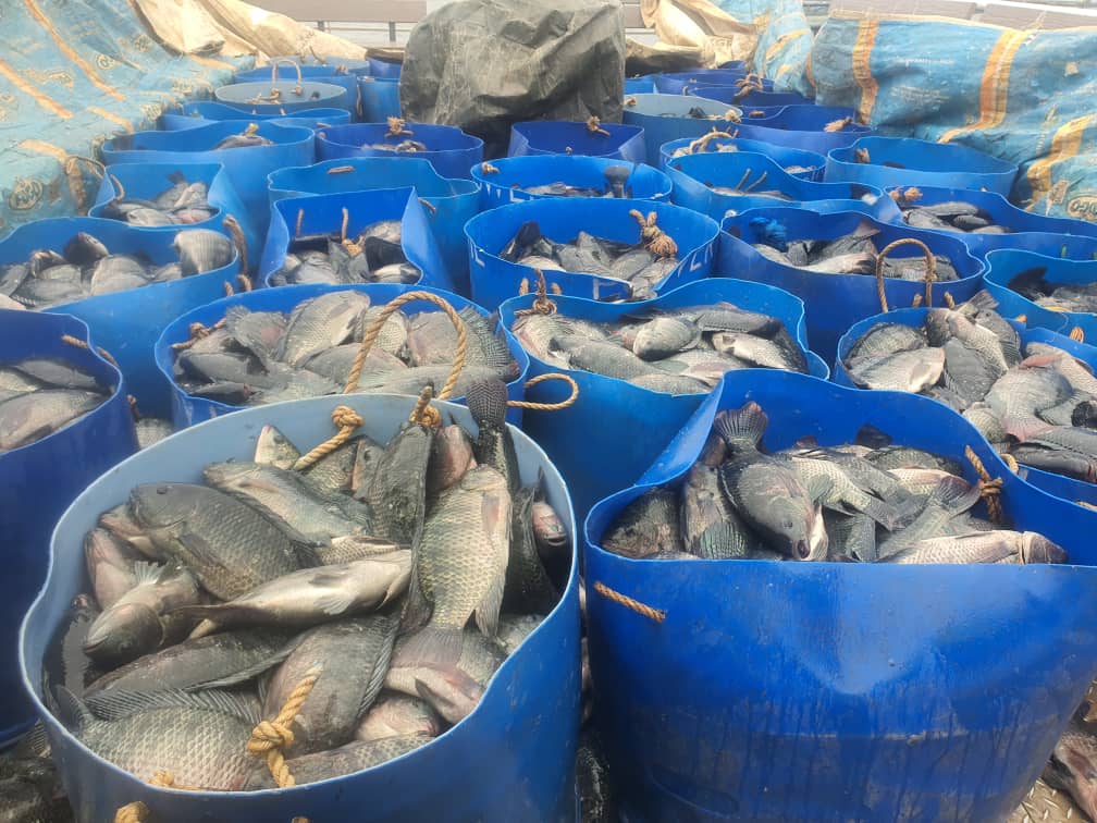 Kivu Choice Ltd ngo yiteze gusarura toni 8000 z