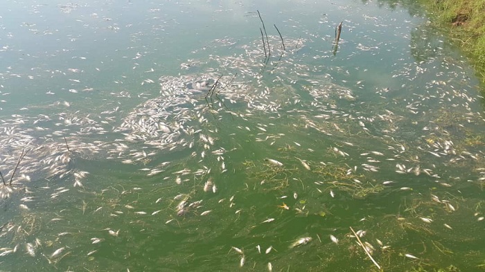 Ifi muri Mukungwa zapfuye ari nyinshi nyuma y