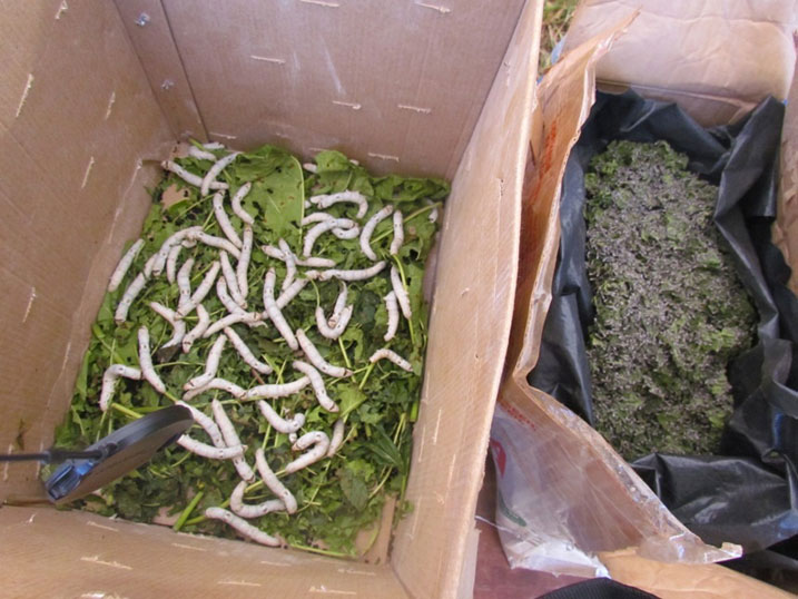 Ibumoso: Amagweja atangiye gutanga umusaruro, Iburyo: amagweja akiri ibyana.