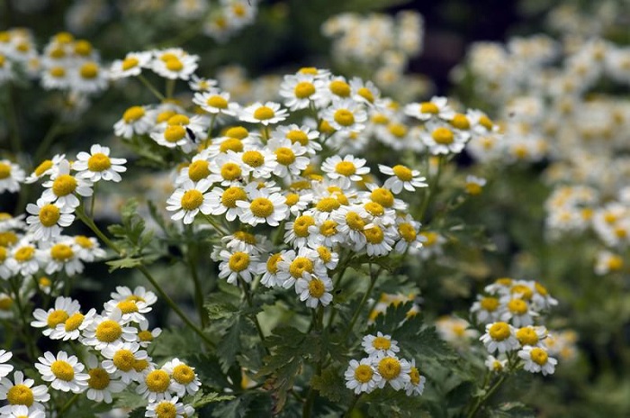 Ibireti bishobora no kuvura (Photo:Internet)