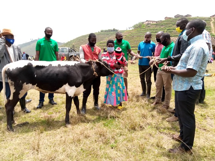 Nzamuturimana hamwe n'umugore we bakira inyana bagenewe n'umuryango Biocoor