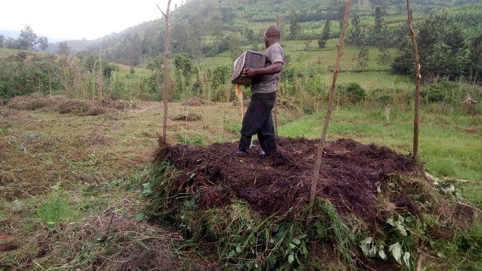 Ifumbire y'umwimerere bategura nayo irumbura ubutaka ikanatanga umusaruro