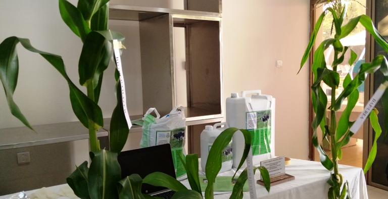 Ifumbire y'imborera ikoze mu maganga n'amase