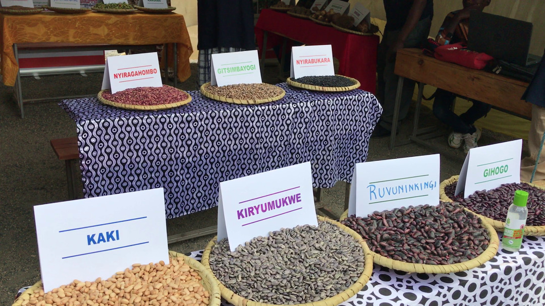 Ifumbire ikoze mu mababa y'inkoko izatuma imbuto gakondo zongera kuboneka kandi zitange umusaruro