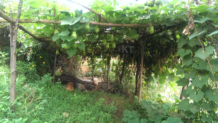 Igihingwa cya Kayote kitabiriwe guhingwa cyane muri uyu murenge wa manyagiro