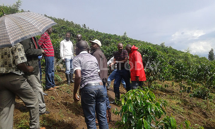 Kubarura ibiti bya Kawa byatangirijwe mu Murenge wa Gihombo.