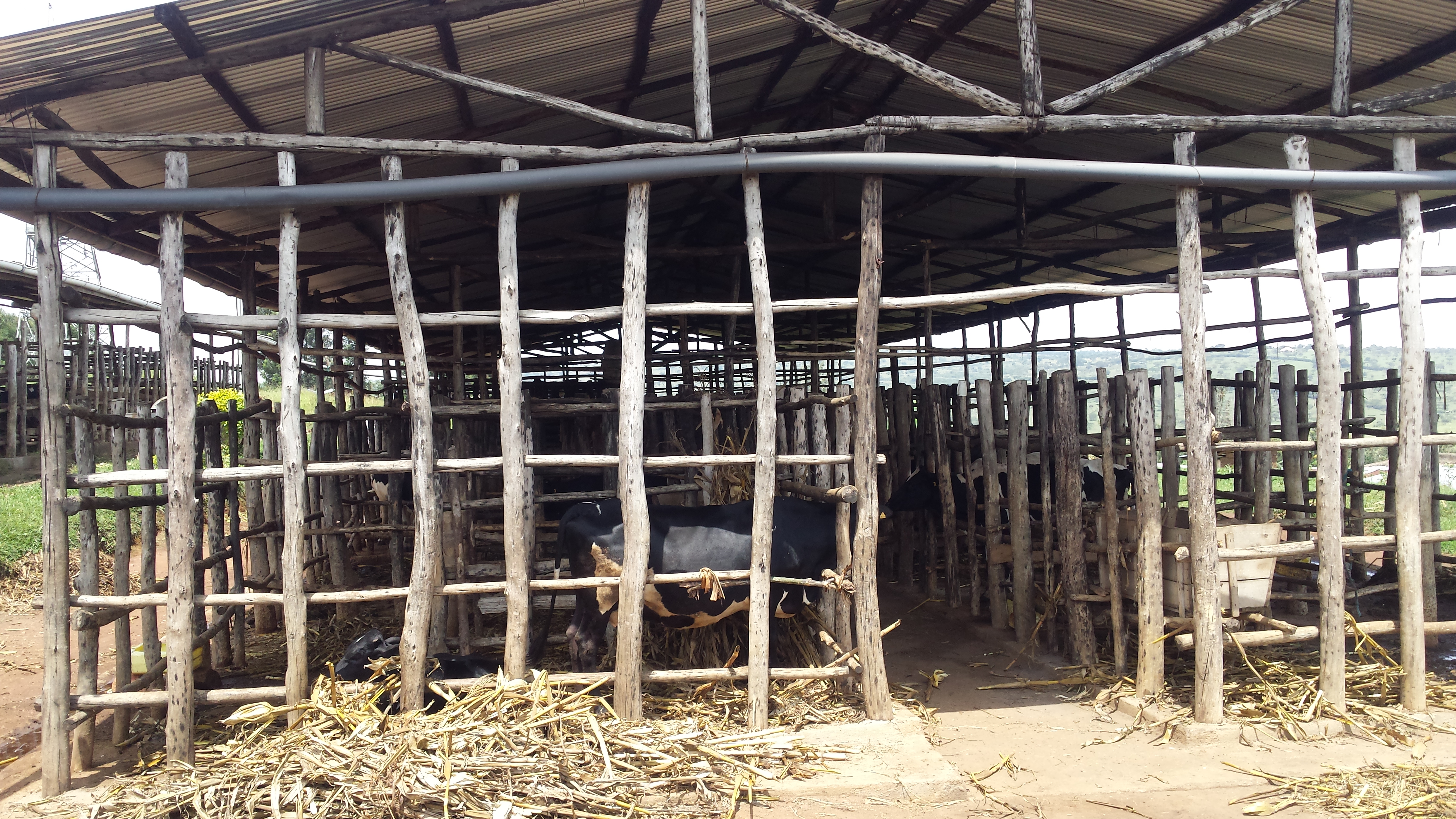 Ibyo ni byo biraro bizifashishwa mu gucungira umutekano amatungo y