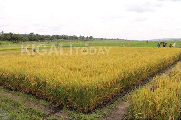 Igishanga cya Ntende mu arere ka Gatsibo gihingwamo umuceri.