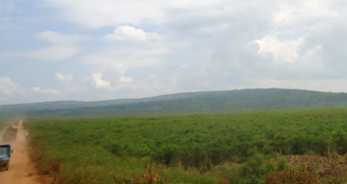 Igishanga cya Rurambi gihuriweho n