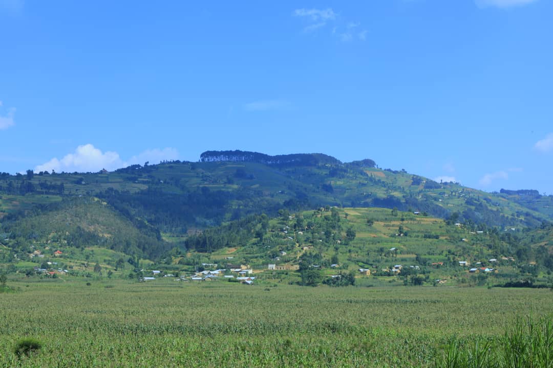 Igishanga cya Kamiranzovu gihingwamo ibigori, ibirayi, imboga n