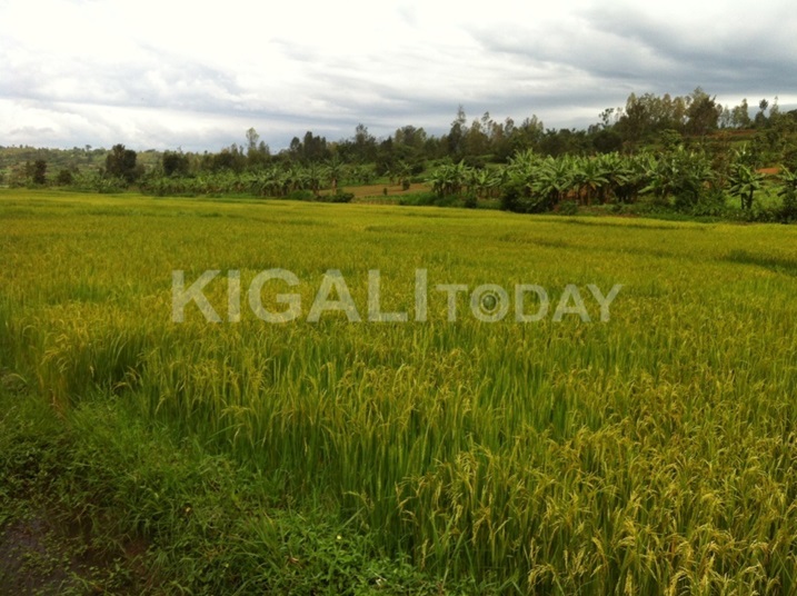 Igishanga cya Nyagafunzo gihinzemo umuceri hamwe muhaterwa umuti wica Malariya.