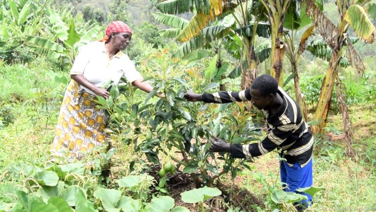 Igiti Tharcisse Renzaho na Béatrice Mukansoro bateye kwa Mukansoro bacyitayeho none cyatangiye kwera