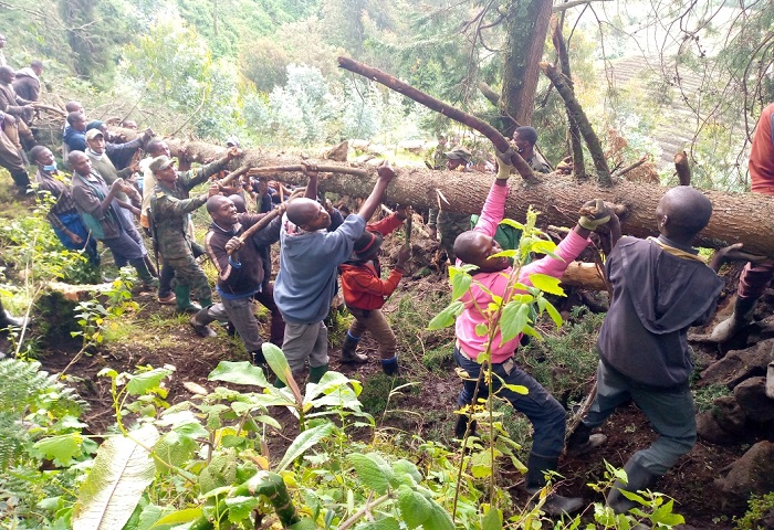 Abaturage mu gikorwa cyo gufunga inzira inyamaswa zinyuramo bakoresheje ibiti 