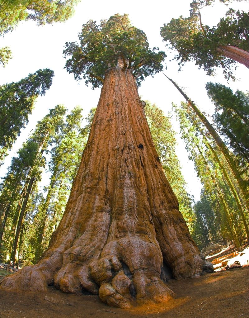 Igiti cyitwa General Sherman kivugwaho kuba icya mbere ku isi mu bugari, mu burebure n'imyaka myinshi kibayeho