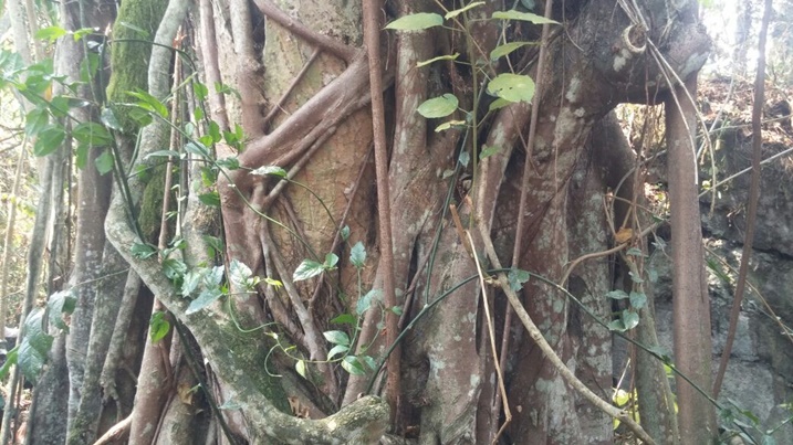 Igiti cy'inyabutatu kiri muri Buhanga Eco Park.