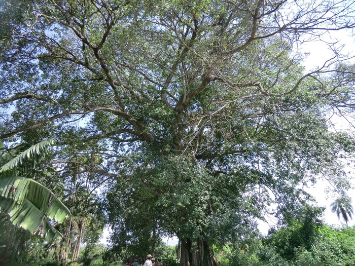 Igiti cy'umuvumu cyari cyubakishije ku itongo rya Nyirayoro