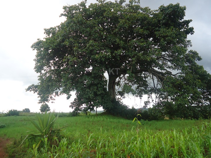 Igiti cy'ikigabiro cyerekana aho umugabekazi Nyiramibambwe III Nyiratamba yatabarijwe.