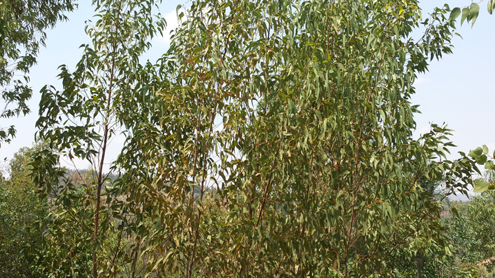 Igiti utu dusimba twagezemo gitangira kuma amababi 