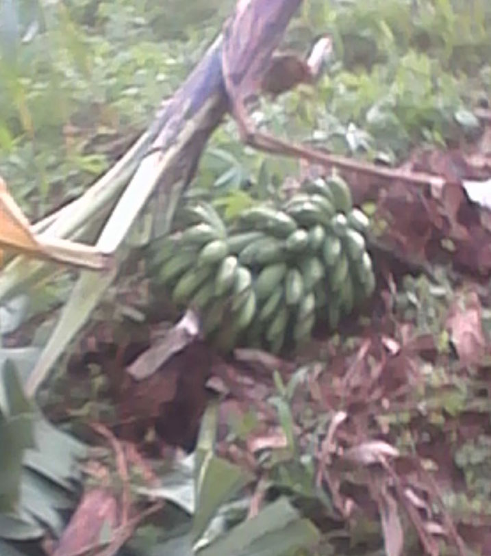 Igitoki basanze nyakwigendera amaze gutema bagaherako bamukubita kugera ashizemo umwuka.