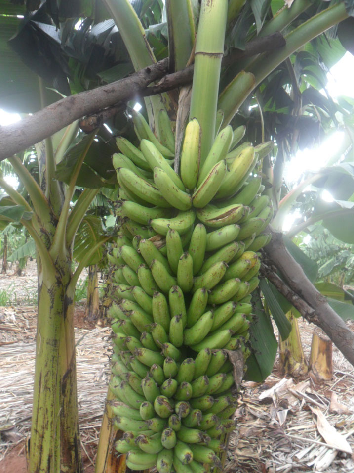 Asarura Toni zirenga 10 buri kwezi.