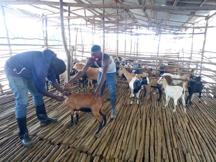 Amatungo magufi na yo iyo gahunda irayareba