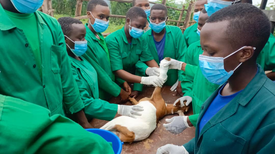 Biga kuvura neza amatungo ku buryo batanga ibisubizo ku baturage 