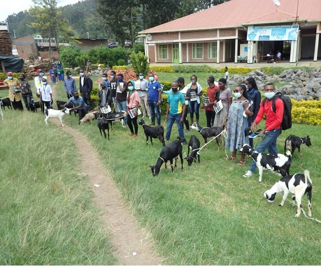 Borojwe amatungo magufi