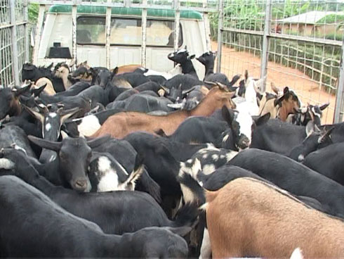 Ihene zahawe abatuye mu mudugudu wa Kamabuye