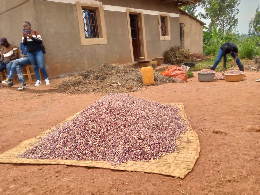 Umusaruro wariyongereye kubera ifumbire ikomoka kuri ayo matungo