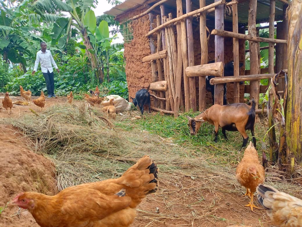 Bemeza ko amatungo magufi yabakuye mu bukene byihuse