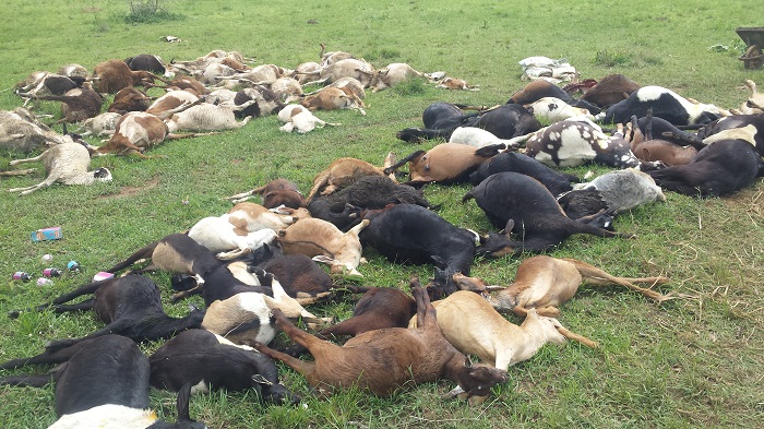 Abavuzi b'amatungo bavuga ko zishwe no guterwa umuti mwinshi