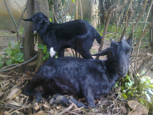 Ihene zitapfuye ubwoya bwazo bwari bwasheshe urumeza.