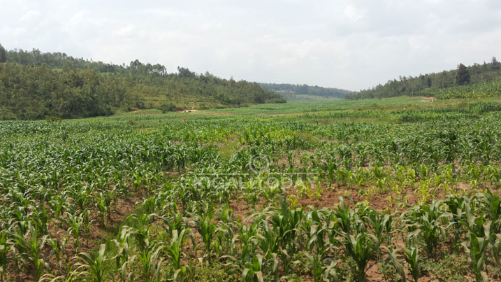 Igisha bahingagamo ibijumba basigaye bahingamo soya n
