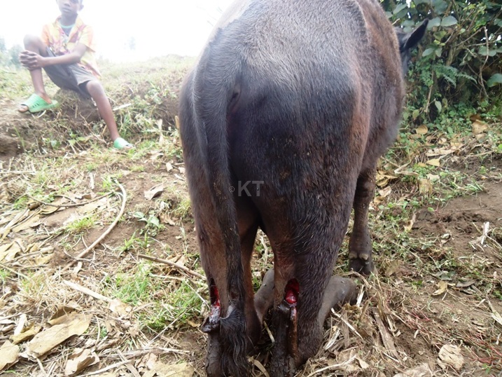 Iki kimasa cyatemwe ibitsi byombi imitsi iracika amagarura asa n'acitse kinanirwa kugenda.