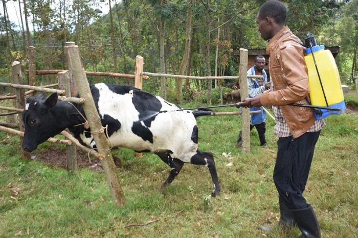 Aborozi basabwa kurwany a uburondwe kuko bukwirakwiza indwara zica amatungo (Ifoto Internet)