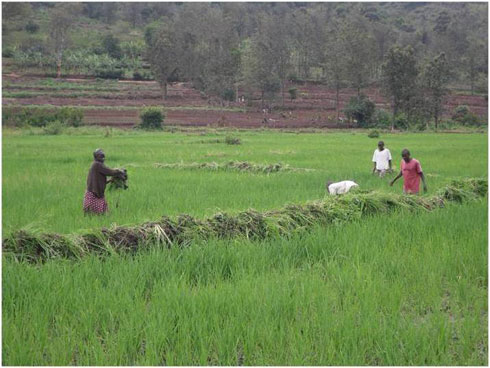 Ikibazo kidakemutse abahinzi ba Rugeramigozi ngo biteguye kugana inkiko.