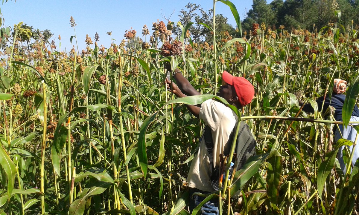 Amasaka ashobora kongera guhabwa agaciro mu Karere ka Kamonyi