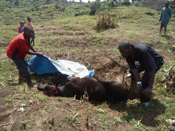 Ikimasa cyaje kubagwa kuko byagaragaraga ko kitabaho.