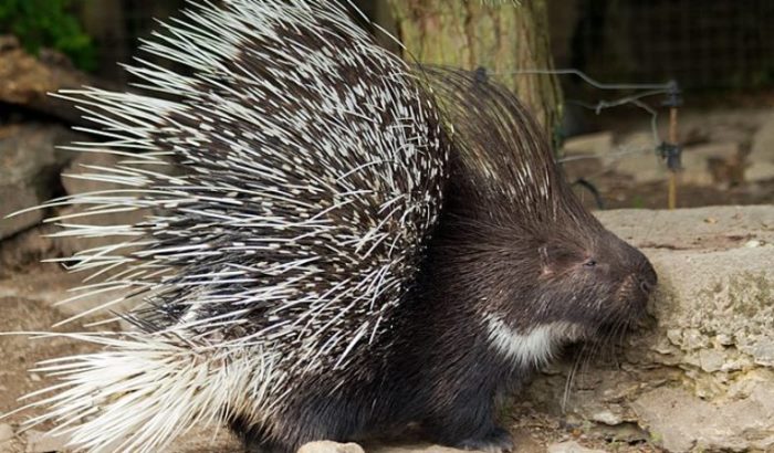 Ikinyogote (Porc épic)