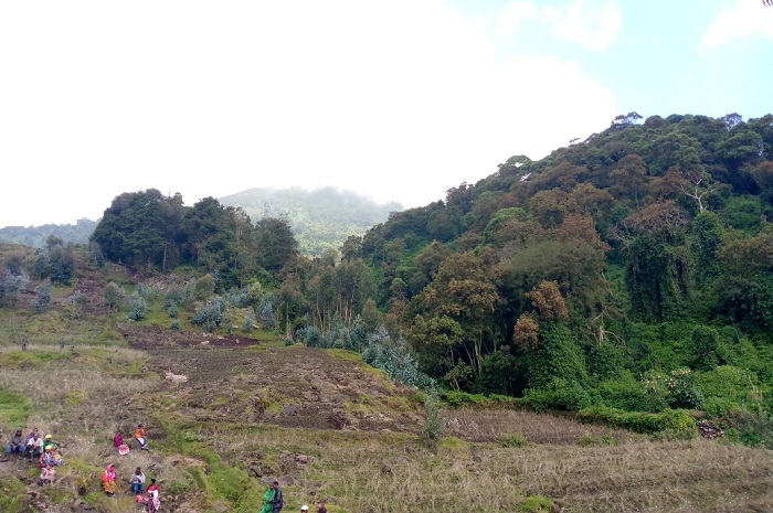 Mu kirunga cya Bisoke hamwe mu hagaragara inyamaswa zirimo imbogo n'inkima