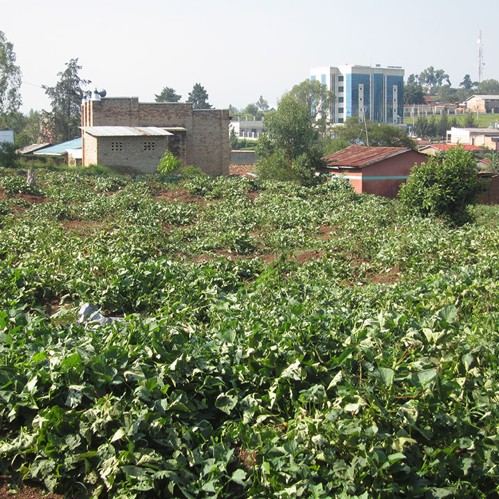 Imwe mu myaka yangirikiye mu murima kubera imvura irimo urubura.