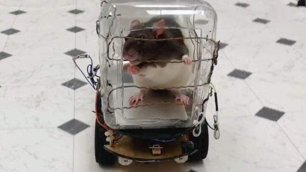 Imbeba yicara kuri ako gasahani yashyira amajanja kuri izo nsiga imodoka ikagenda maze ikizihirwa