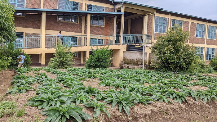 Ibigo by'amashuri bigirwa inama yo kwita ku bihingwa bikungahaye ku ntungamubiri z'ibanze abana bakeneye